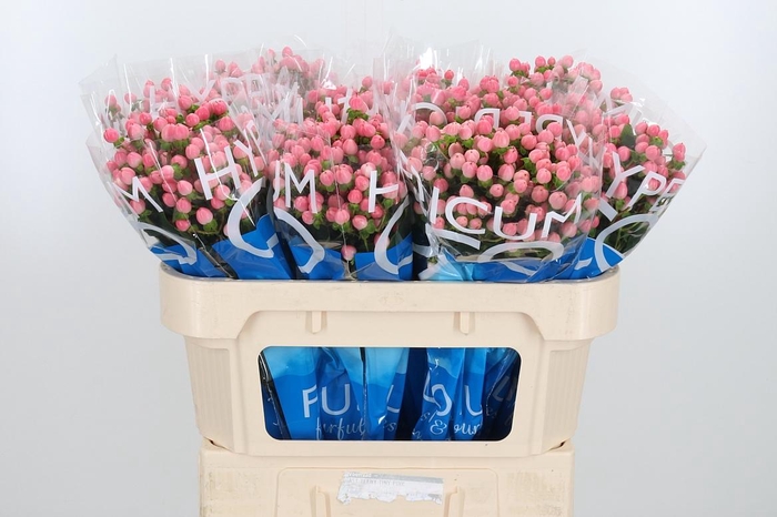 <h4>Hyp Coco Casino</h4>