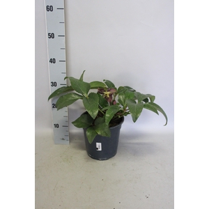 Helleborus Star of Passion