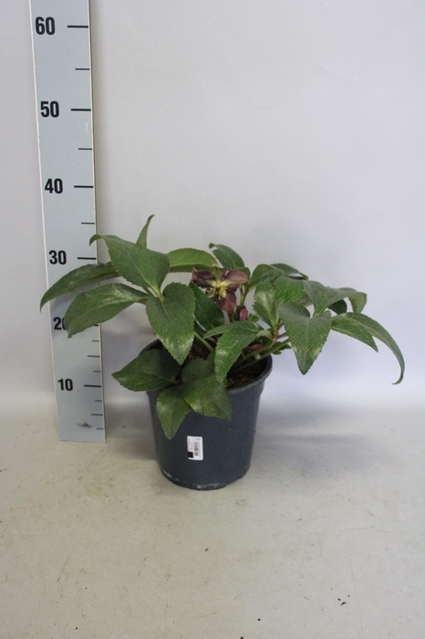 <h4>Helleborus Star of Passion</h4>