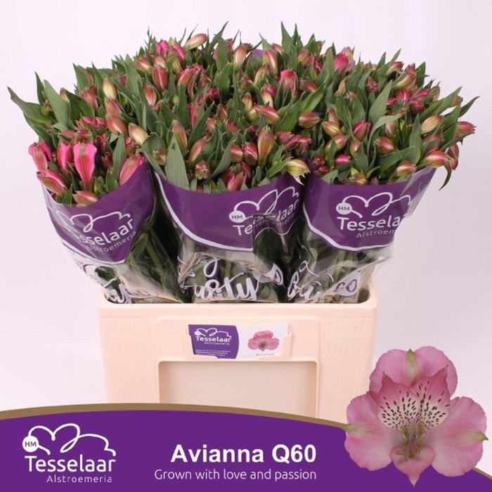 <h4>Alstr Avianna</h4>