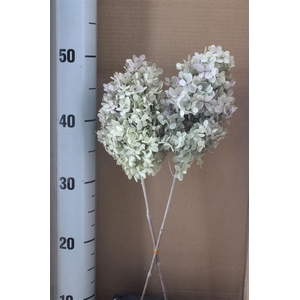 Japan Deco Hydr Peegee Oregano Purple 2 Pcs