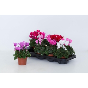 Cyclaam Super Serie Allure Mix