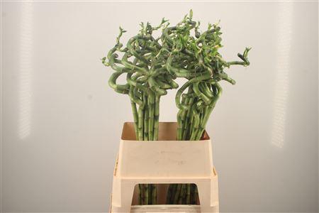 <h4>Drac S Lucky Bamboo</h4>
