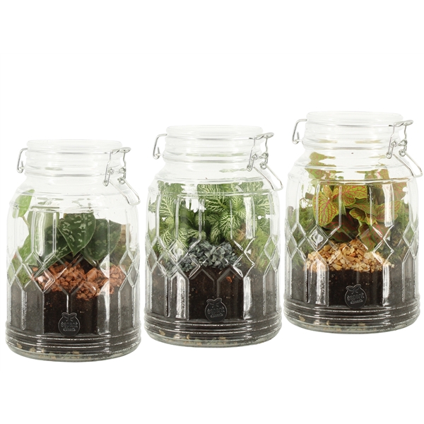 <h4>90718: Terrarium arrangement</h4>