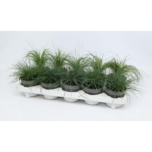 Grasmix 10,5 cm