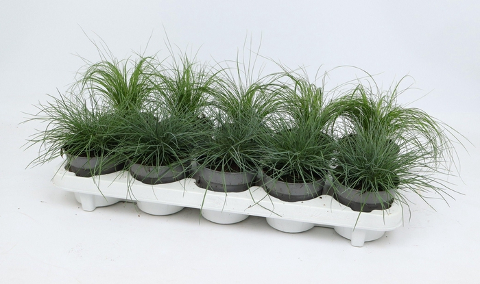 <h4>Grasmix 10,5 cm</h4>