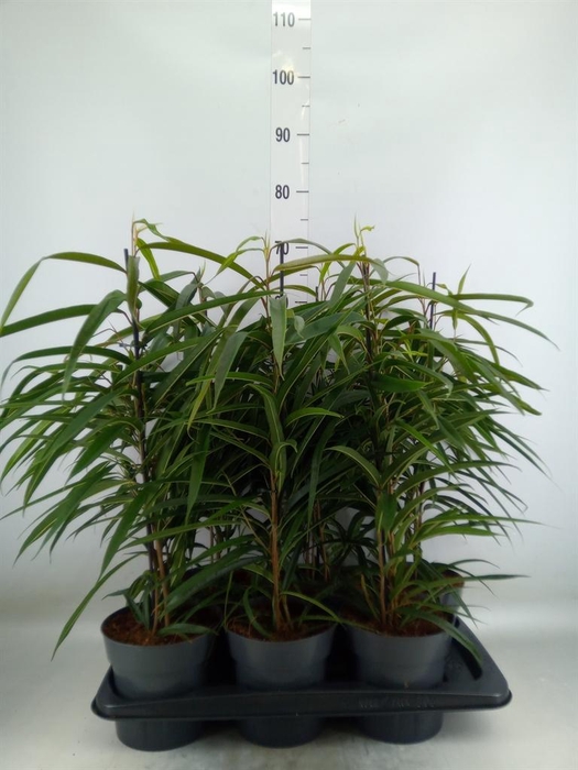 <h4>Ficus binn. 'Alii'</h4>