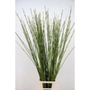 CORNUS S FLAVIRAMEA 140/150CM