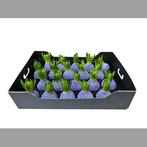 HYACINTH WAX GLIT-LAVENDER