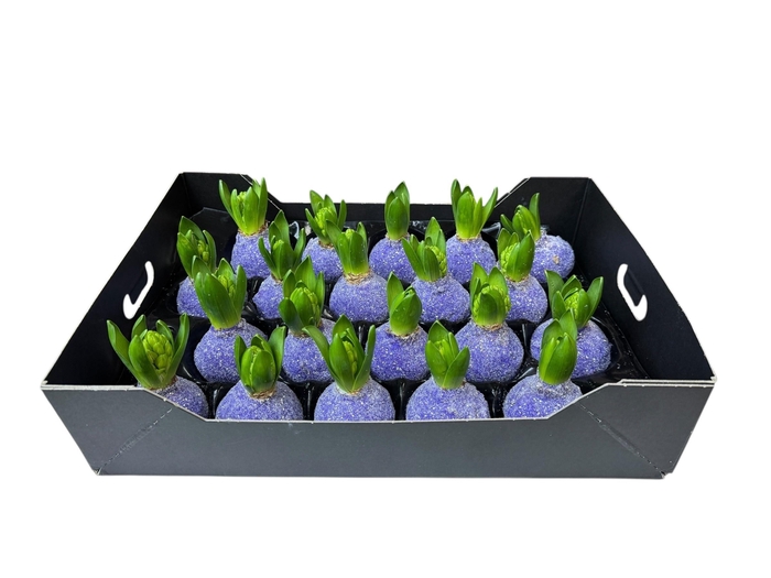 <h4>HYACINTH WAX GLIT-LAVENDER</h4>