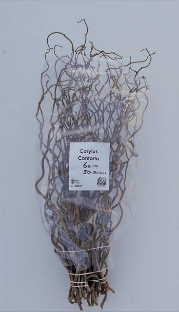 <h4>Corylus Contorta</h4>