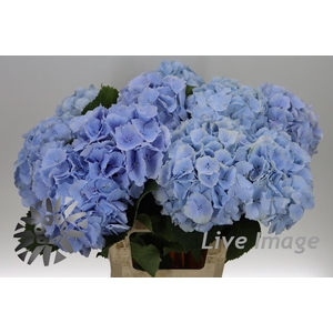Hydrangea verena blue