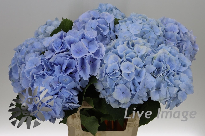 <h4>Hydrangea verena blue</h4>