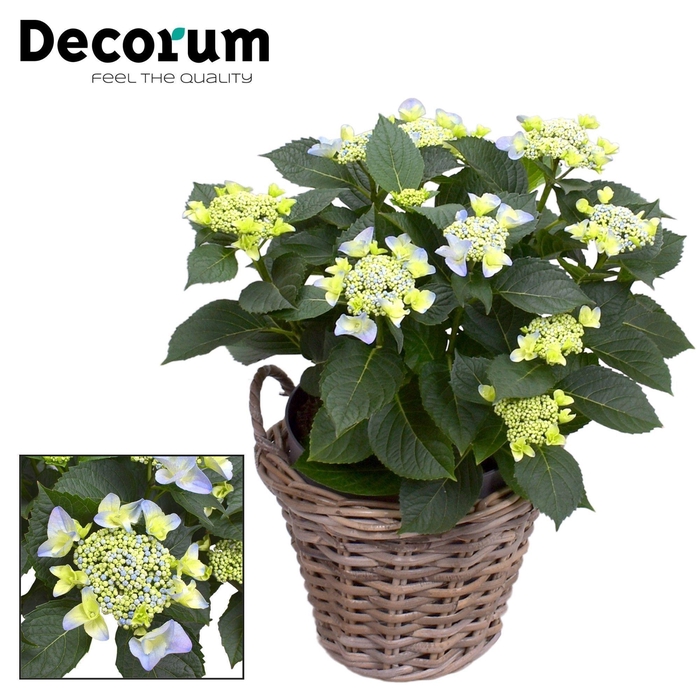 <h4>Hydrangea Teller Nizza Blue 7-12 kop in mand (Decorum)</h4>