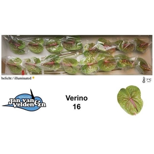 ANTH A VERINO GREEN