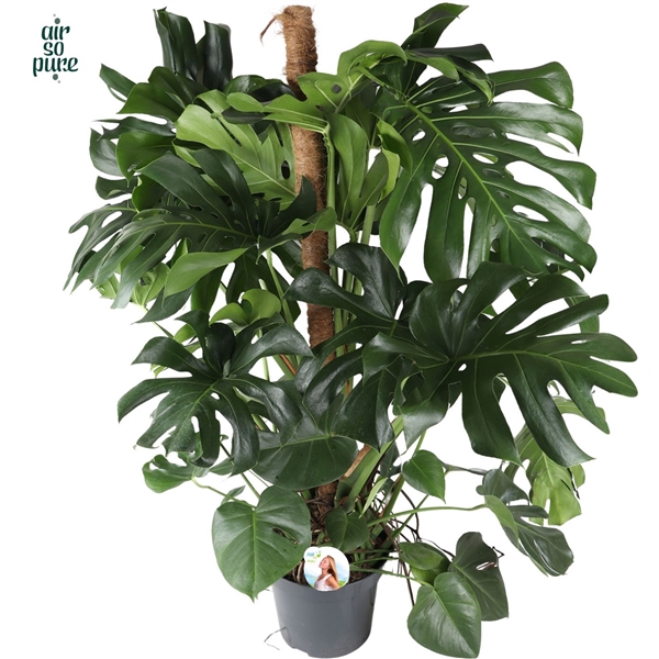 Monstera Deliciosa MOSSTOK p35 (Air so Pure)