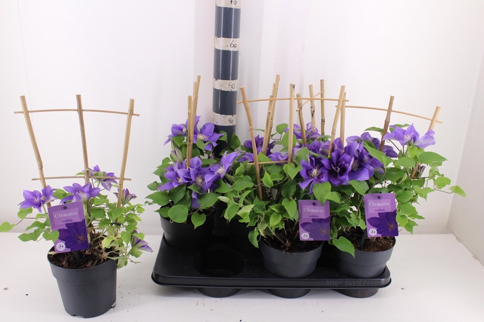 <h4>CLEM BOULEVARD OV</h4>