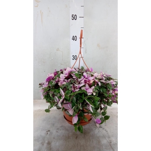 Tradescantia flum. 'Quadricolor'