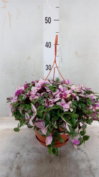 <h4>Tradescantia flum. 'Quadricolor'</h4>