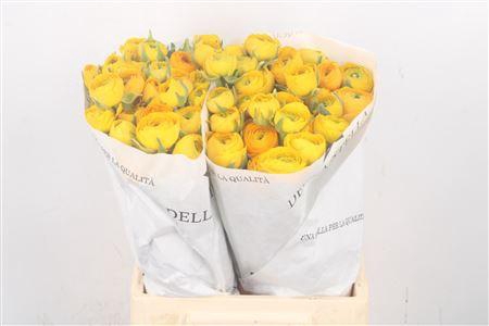 <h4>Ran El. Yellow Ex</h4>