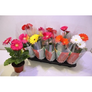 arr8 Ger Colourgame Gem