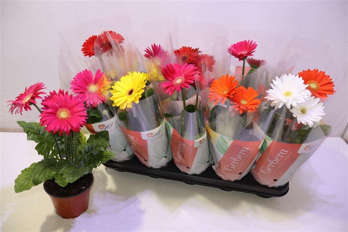 <h4>arr8 Ger Colourgame Gem</h4>