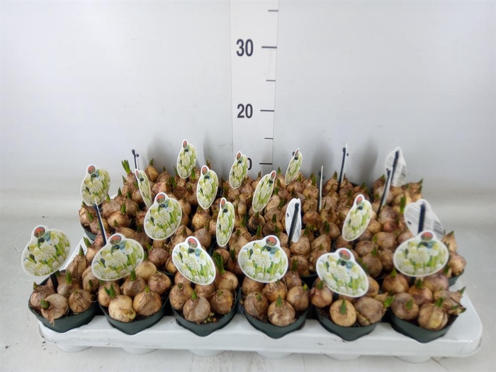 <h4>Muscari   ...</h4>