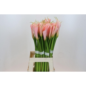 Zantedeschia Eydolls Salmon