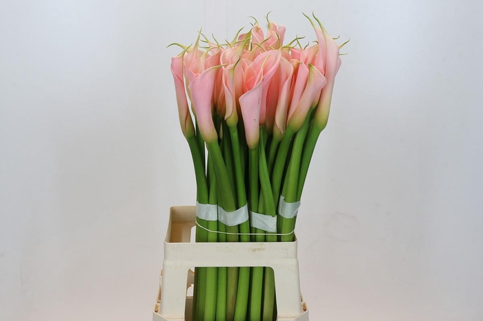 <h4>Zantedeschia Eydolls Salmon</h4>