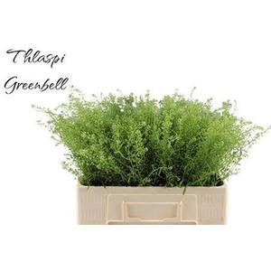 Lep Ru Green Bell