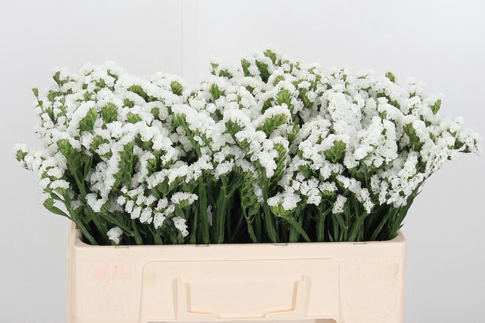 <h4>Lim S Paula White+</h4>