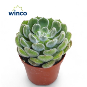 Echeveria Green Velvet