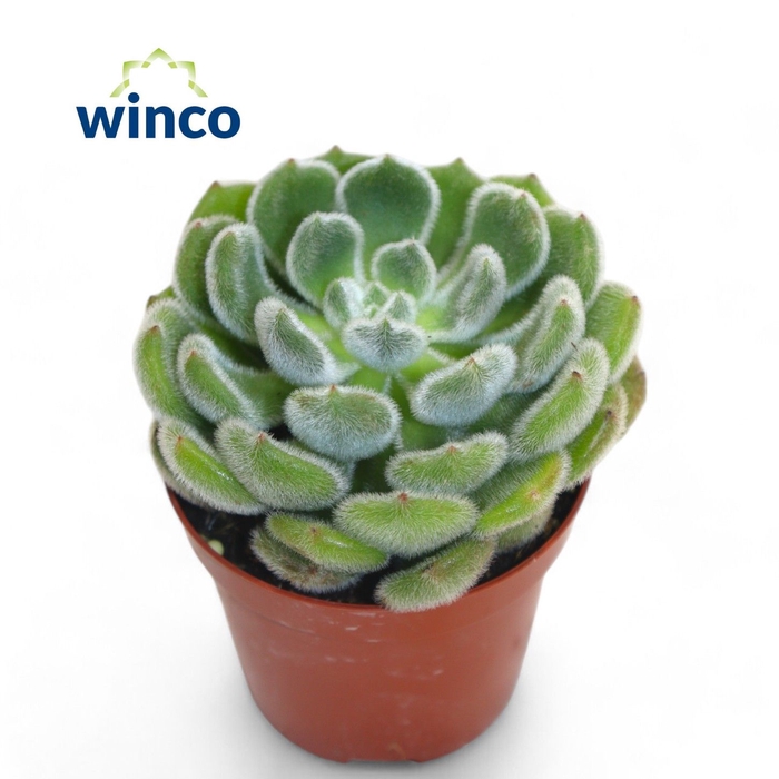 <h4>Echeveria Green Velvet</h4>