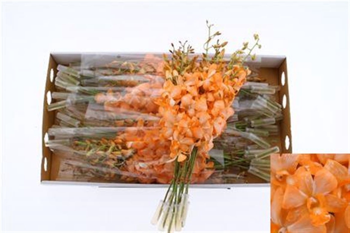 <h4>Dendro Paint Apricot</h4>