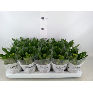 Kalanchoe  'RoseFlow Ruth'