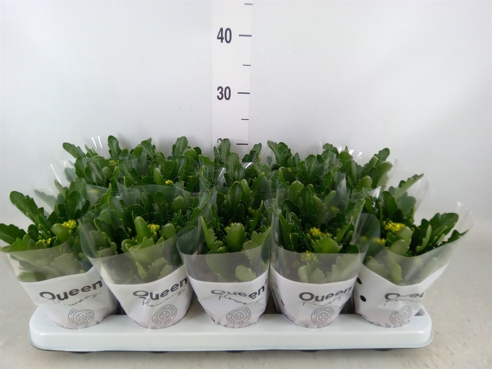 <h4>Kalanchoe  'RoseFlow Ruth'</h4>