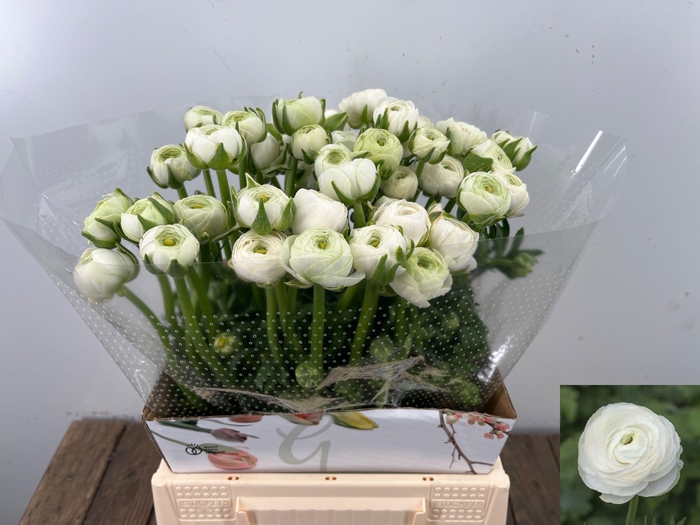 <h4>RAN EL WHITE</h4>