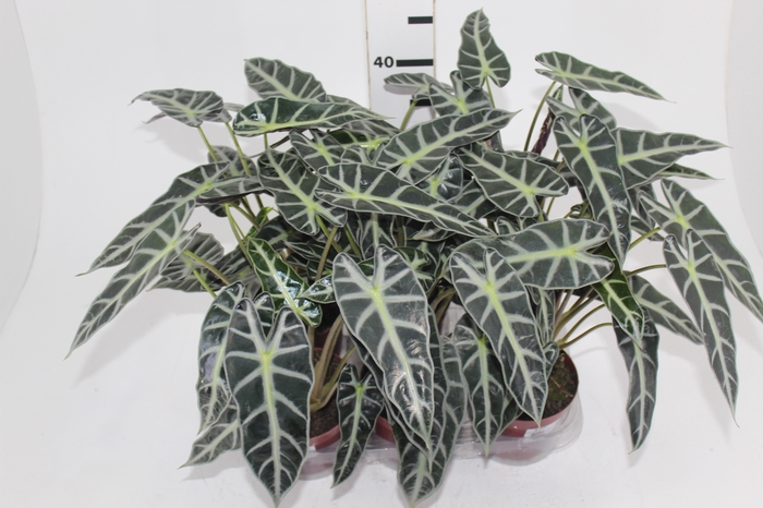 <h4>ALOCASIA PICOLLINI P12</h4>