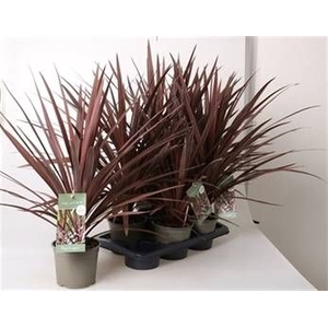 CORD AUS RED STAR