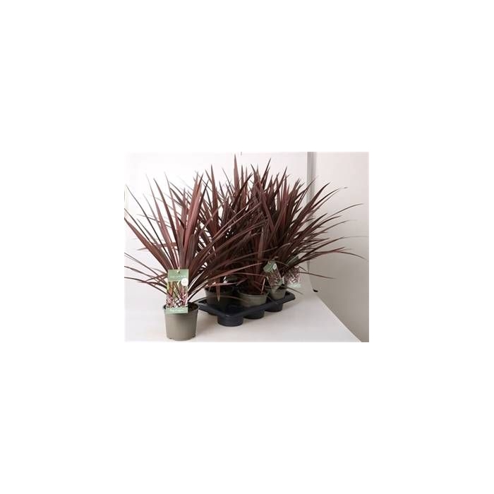 <h4>CORD AUS RED STAR</h4>