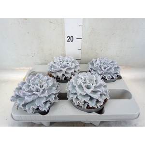 Echeveria   ...