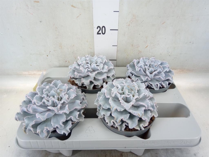 <h4>Echeveria   ...</h4>
