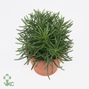 SENECIO ARCHERI 'HIMALAYA'