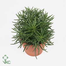 <h4>Senecio Maritima</h4>
