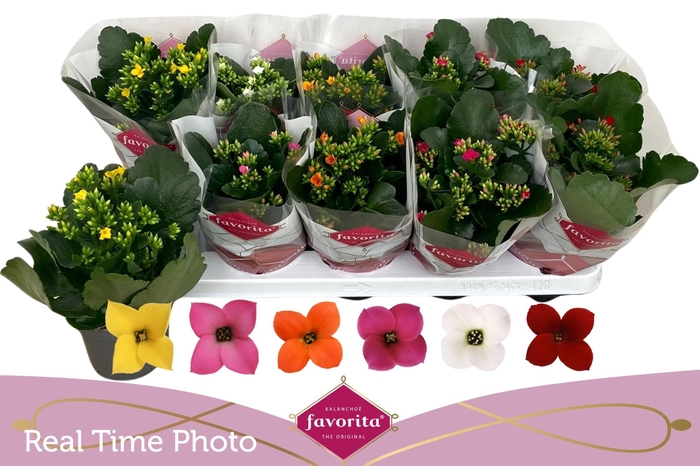 <h4>KAL EN GEM 6 KL</h4>