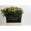 Paeonia Coral Sunset Xxl