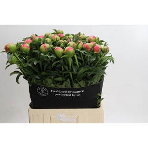 Paeonia coral sunset XXL
