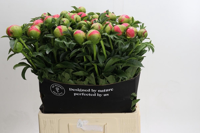 Paeonia Coral Sunset Xxl