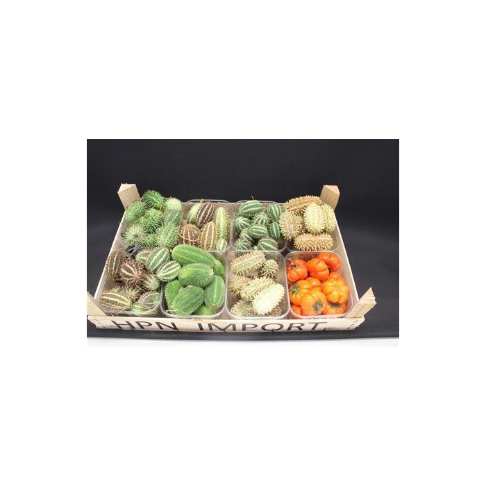 <h4>F Cucumis Mix Solanum</h4>