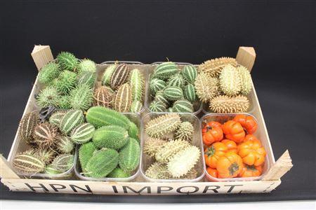 F Cucumis Mix Solanum